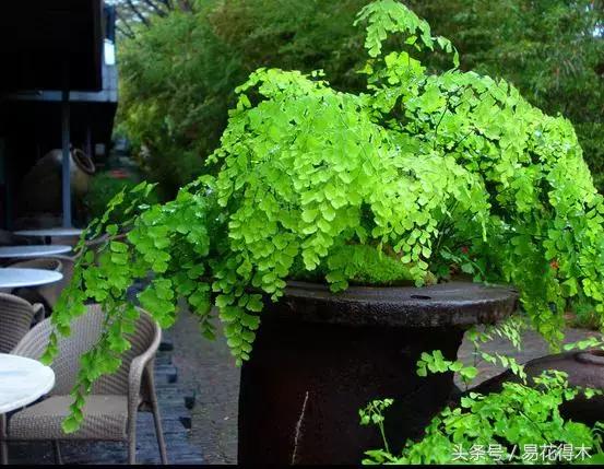 细叶铁线蕨介绍,少女发丝