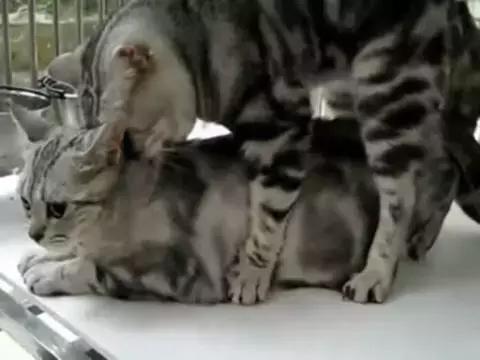 猫在交配时的快感，和人有什么不同？