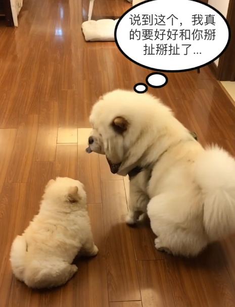 被大狗咬的小松狮,小松狮被一群狗撕咬