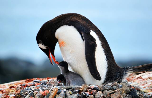 通往南极地下的水道,地球之极破冰船南极之旅