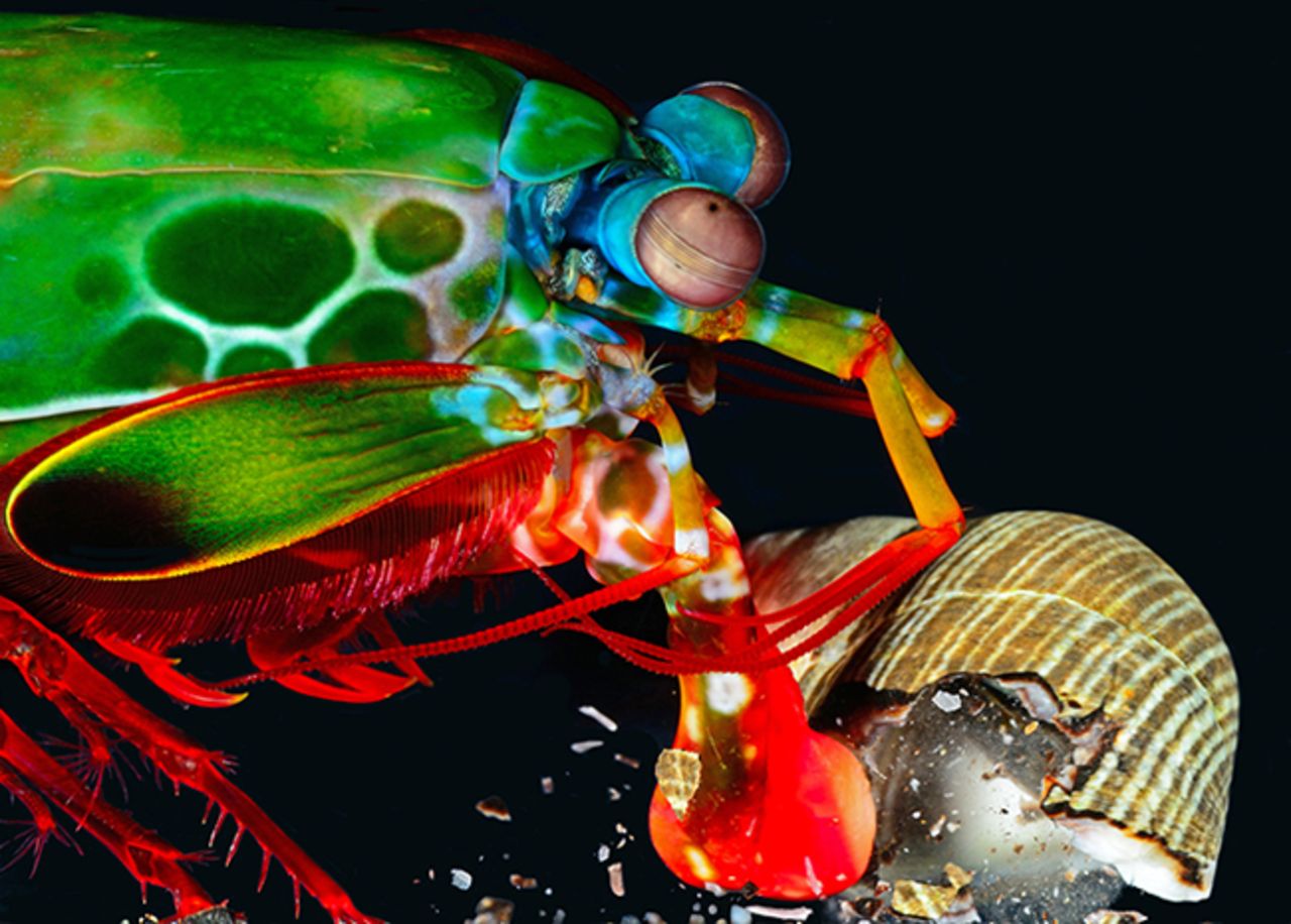 这种小动物“出拳”速度达十万分之一秒，却经常被你送进嘴里吃掉