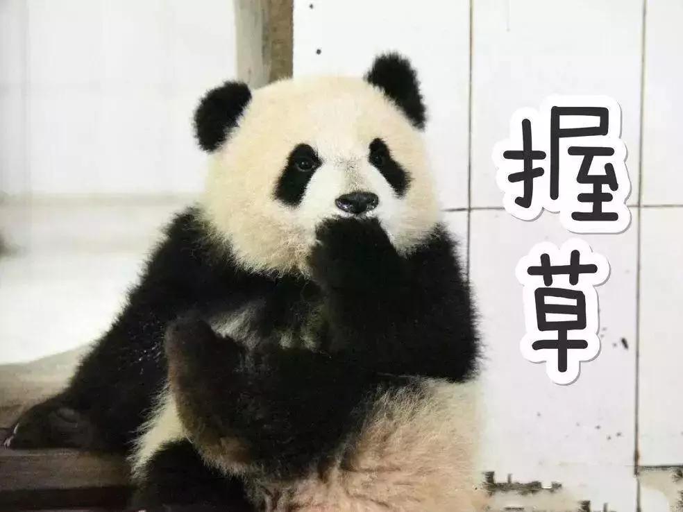 我国国宝大熊猫被外国租借有多难,日本大熊猫悲惨生活