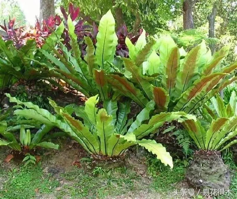 鸟巢蕨叶片发黄是什么原因,鸟巢蕨叶片怎么养护