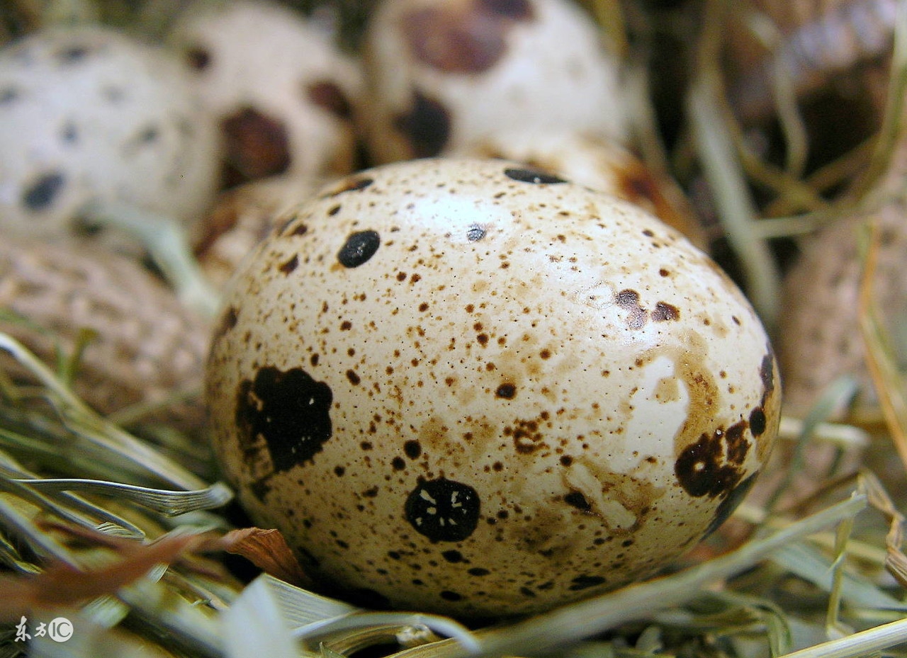 这种不善于飞行的笨鸟！养殖成本低，几种孵化方法，让效益翻倍！