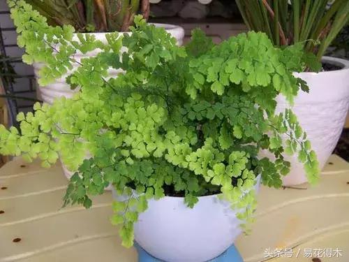 细叶铁线蕨介绍,少女发丝