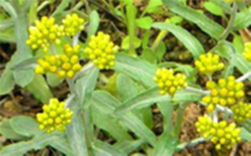 干鼠曲草怎么做清明粿,鼠曲草做的清明粿为什么会变黄色