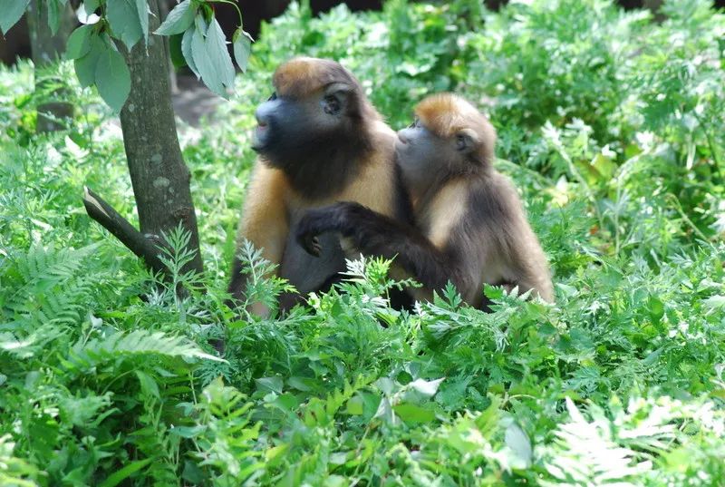 每只黔猴都需要一包“去污粉”