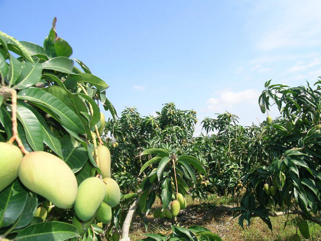 越南大青芒爽滑细嫩甜润多汁,越南大青芒为什么有股怪味