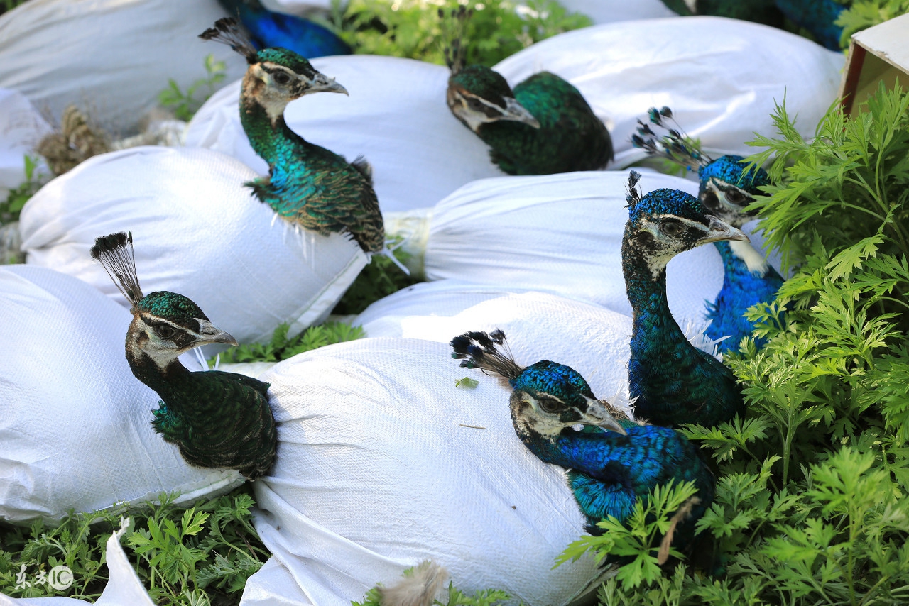 孔雀养殖和家养哪个好些,孔雀是否好养殖