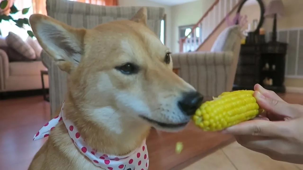 狗狗玉米棒,狗狗吃了玉米棒芯能拉出来吗