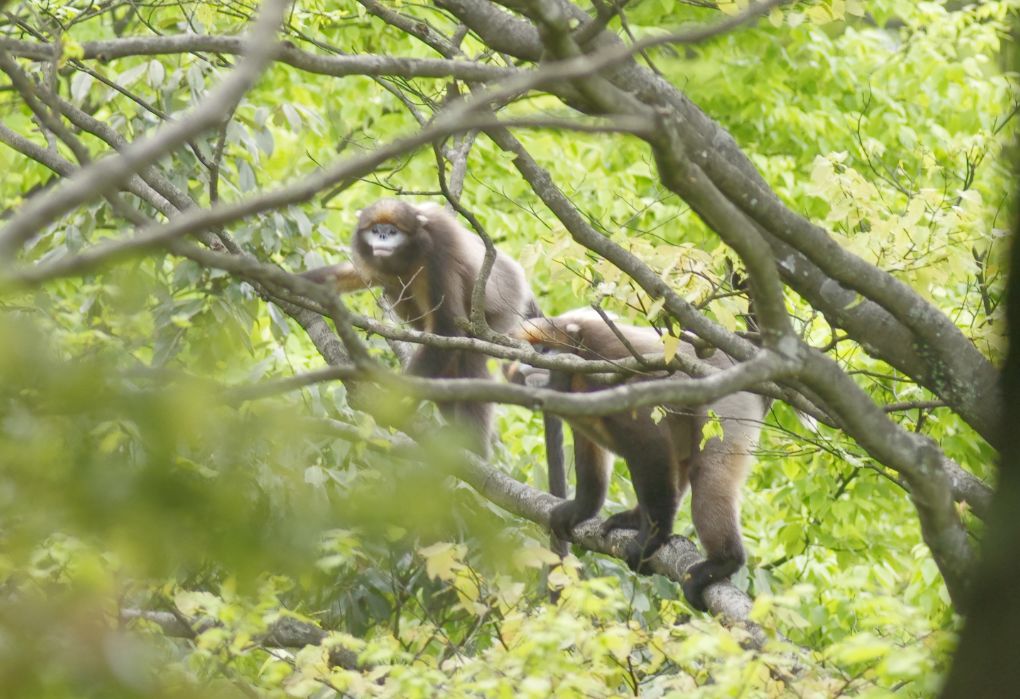 每只黔猴都需要一包“去污粉”