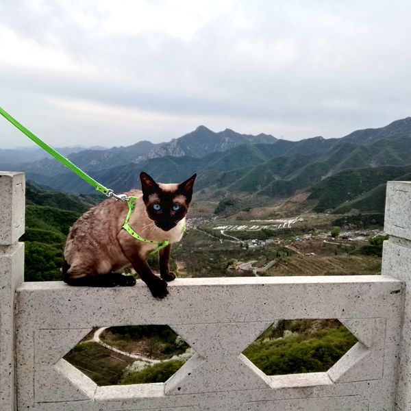 Cats愛初心Bengal家，独一无二卷毛暹罗猫