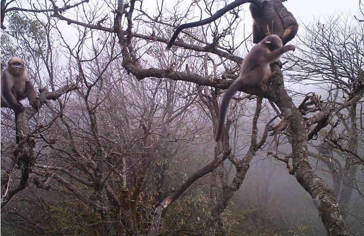 每只黔猴都需要一包“去污粉”