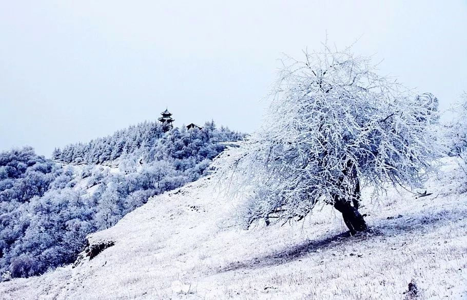 寒气席卷、叶汽成霜……陕西6处大美雾凇奇景上线！