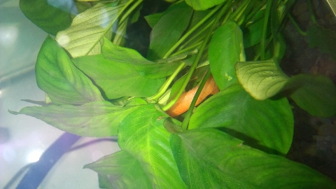 巨头蛋龟饲养环境造景,养龟养鱼生态缸