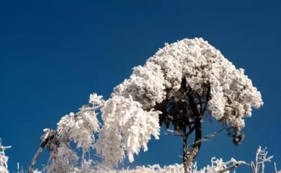 寒气席卷、叶汽成霜……陕西6处大美雾凇奇景上线！