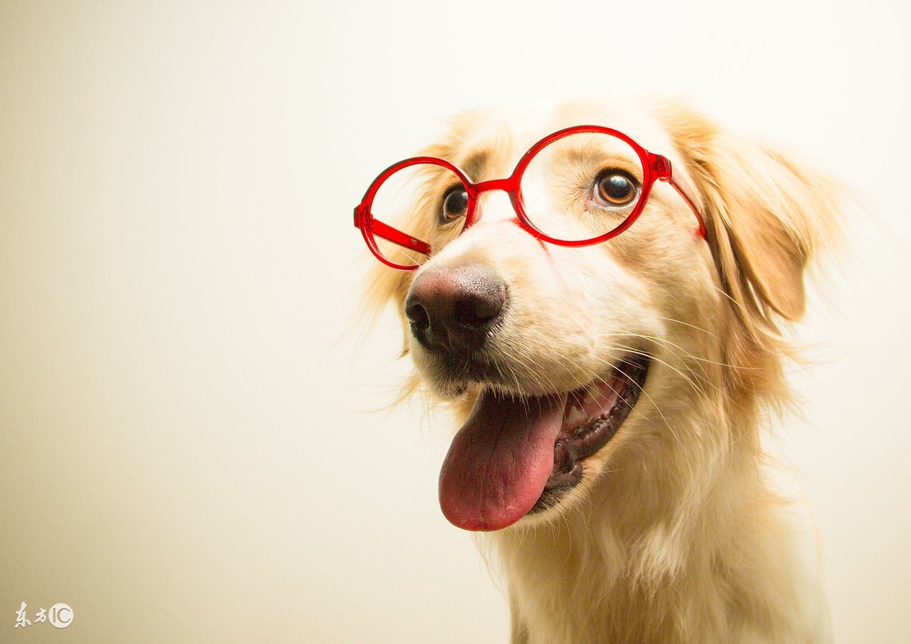 2018狗年命犯太岁的四个生肖,狗年犯太岁冲太岁的生肖