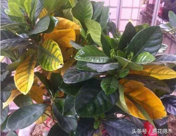 花卉黄叶怎么处理最简单的方法,让花卉快速生长不黄叶的小方法