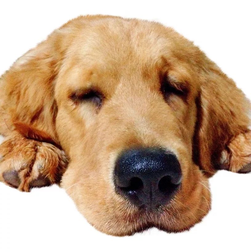 狗狗可爱场面,狗狗有趣集锦视频大全