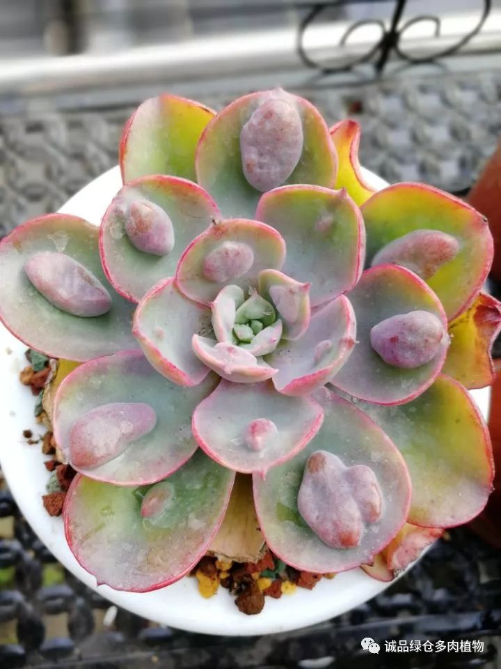 秀肉肉｜在景天的道路是越走越变态