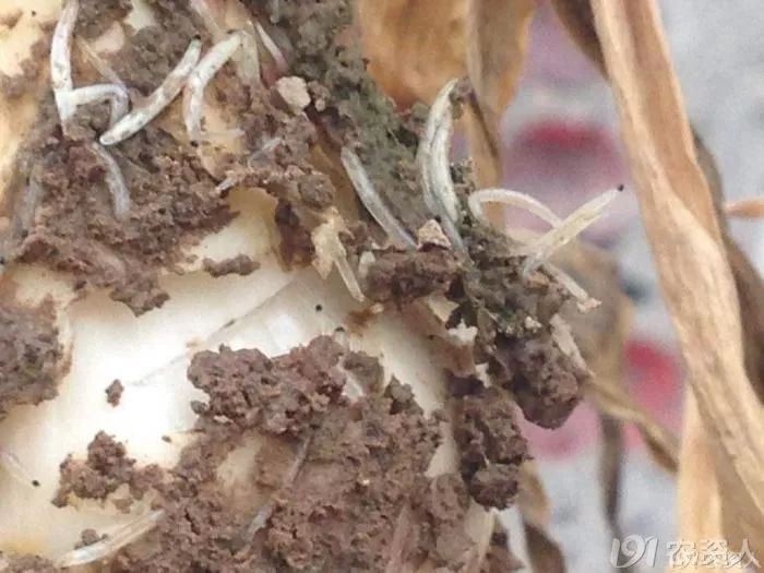 抗性小虫怎么防治,抗性虫怎么治