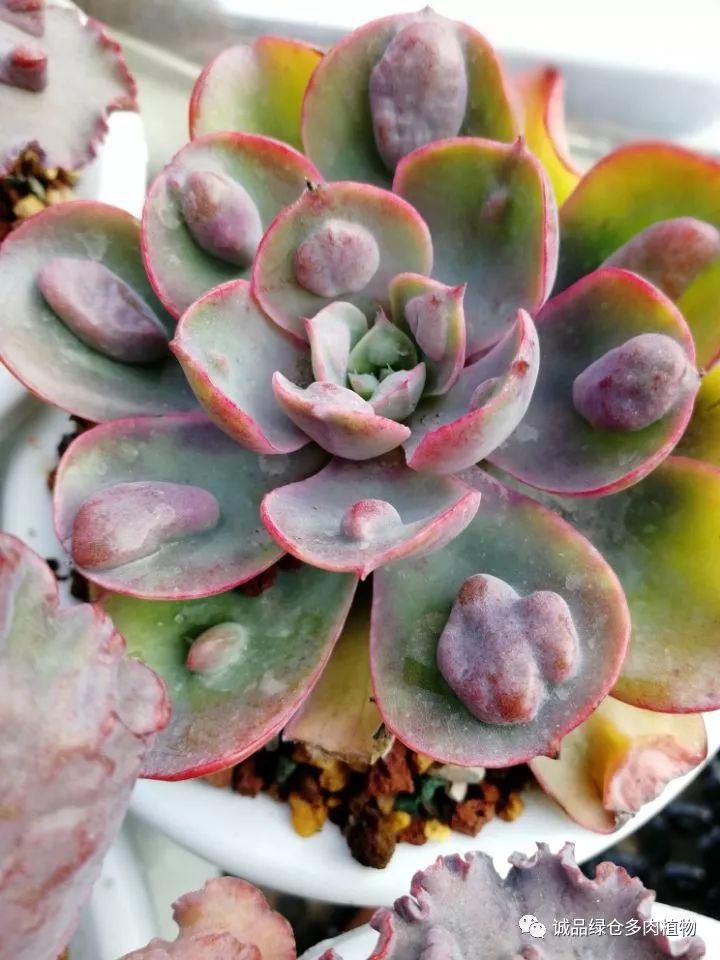 秀肉肉｜在景天的道路是越走越变态