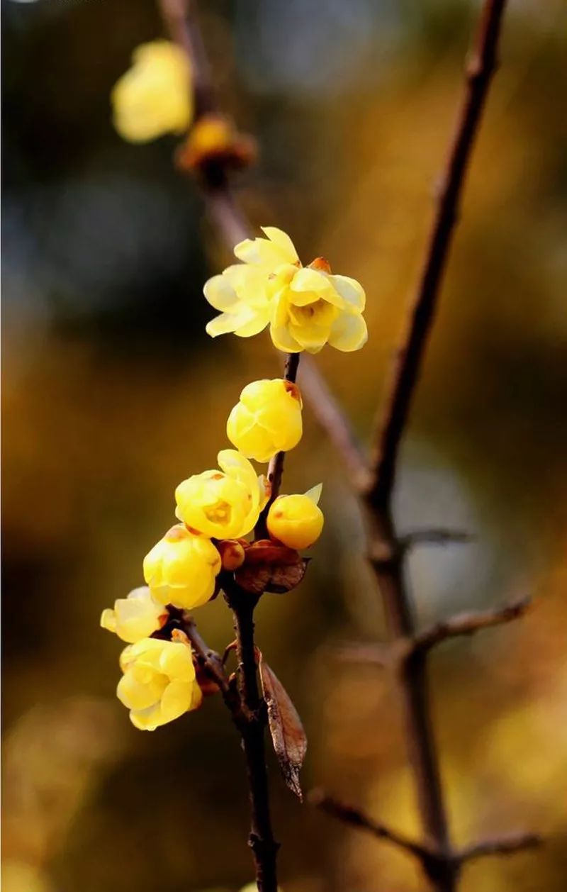 明日大寒七律,明日大寒愿你三冬暖春不寒