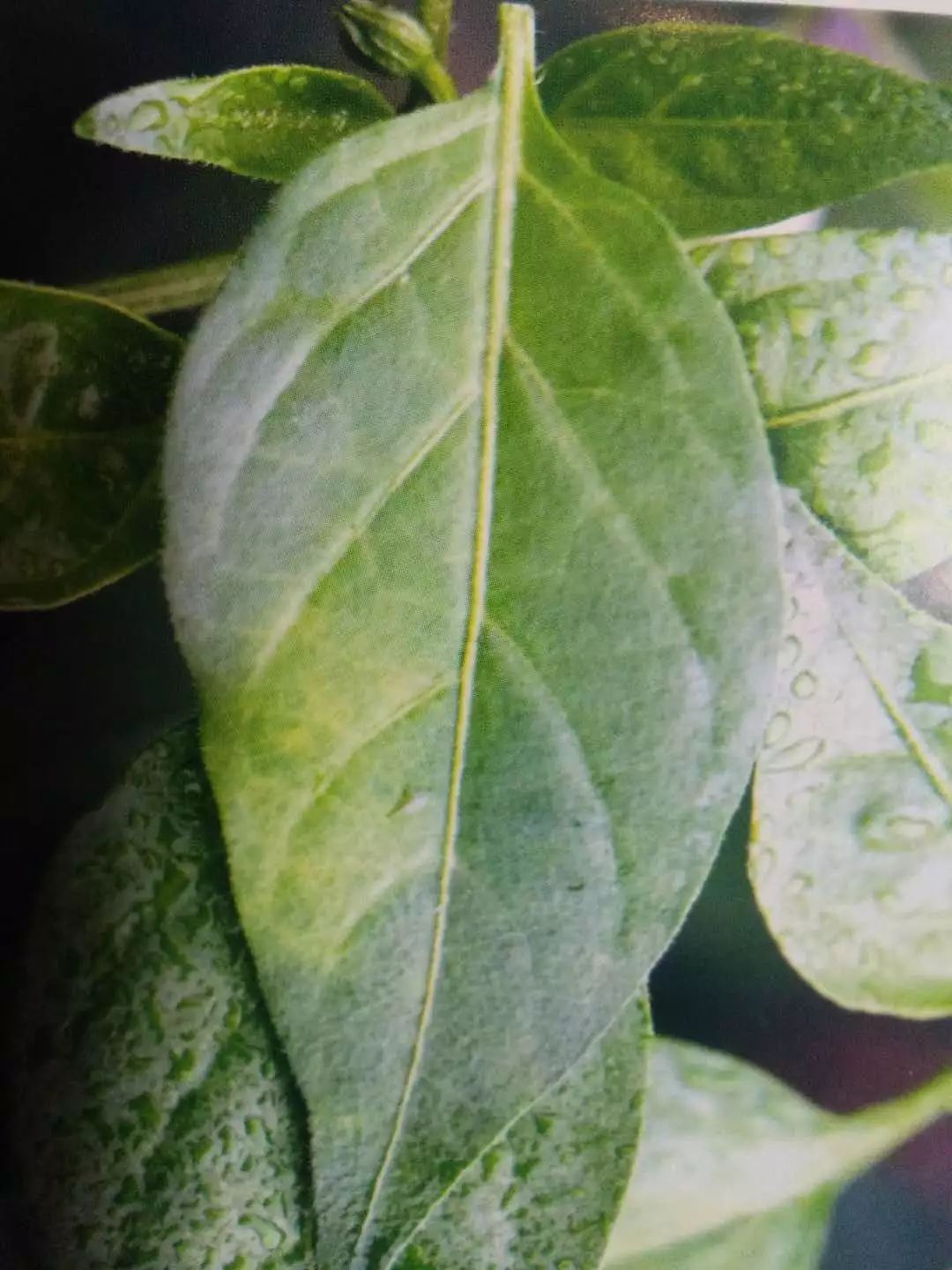 农作物灰霉病怎么防治,作物黑腐病