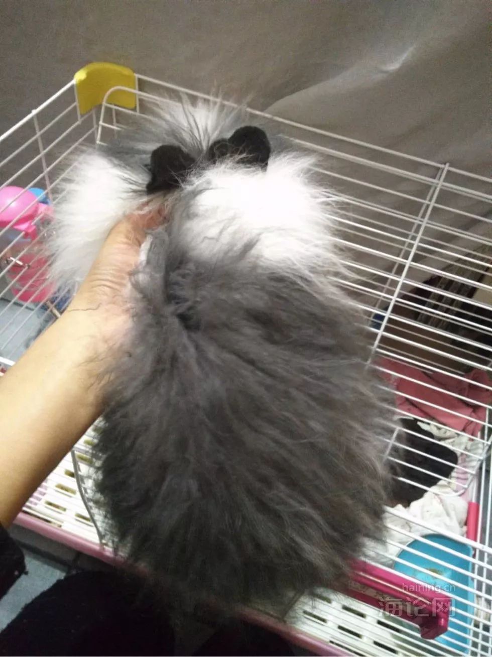 “我在银泰这家店买了只兔子,然后……”楼主哭了,网友却笑疯了,不过背后的这个问题还是要关注