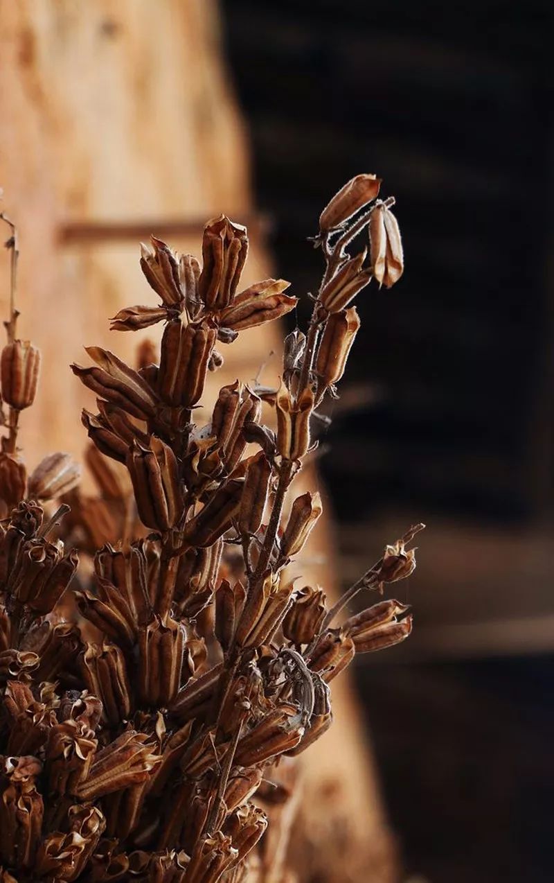 明日大寒七律,明日大寒愿你三冬暖春不寒