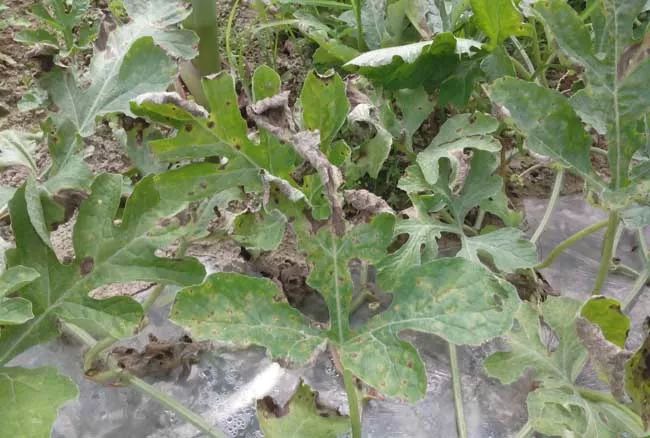 农作物灰霉病怎么防治,作物黑腐病