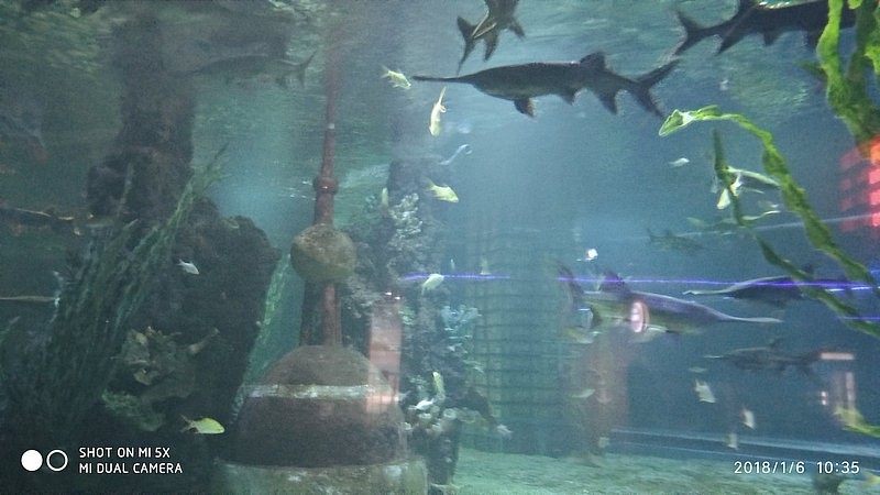 自驾安徽行13天——第一篇开封东京极地海洋馆