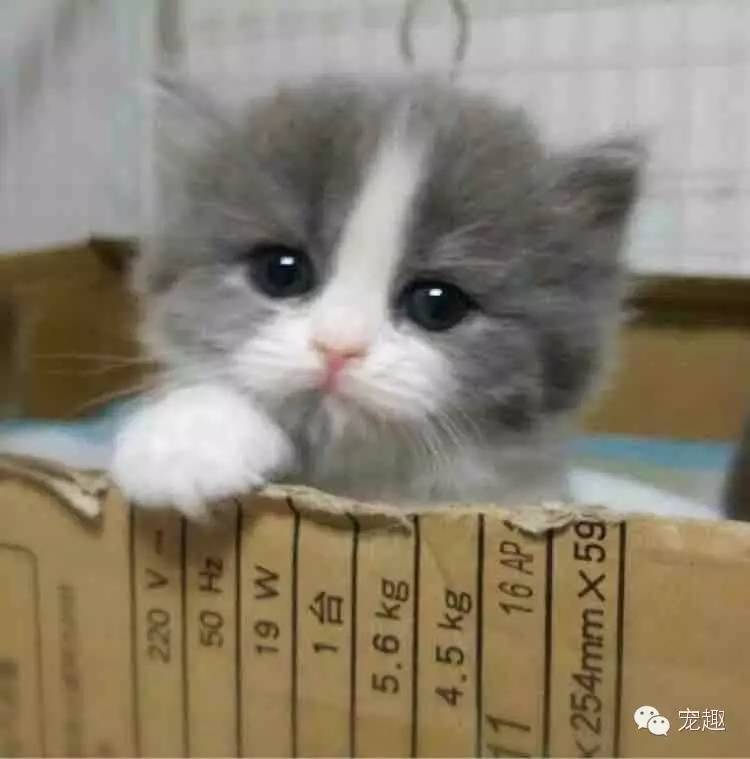 怎么解决猫咪眼睛流脓问题,猫咪经常流泪有眼屎怎么回事