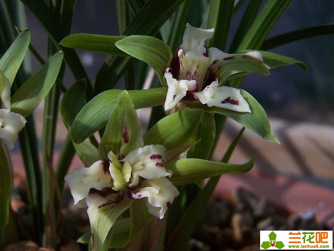 四喜蝶图片春兰,春兰叶蝶图片及价格