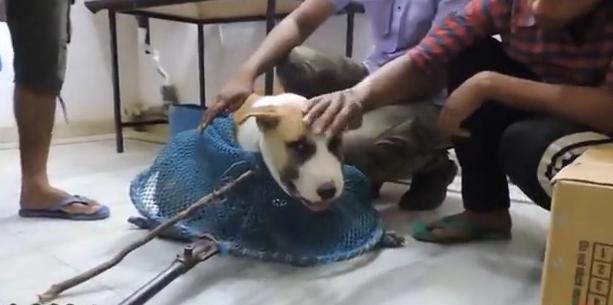 狗狗头上长大脓包是怎么回事,狗狗头部水肿它会自然好吗