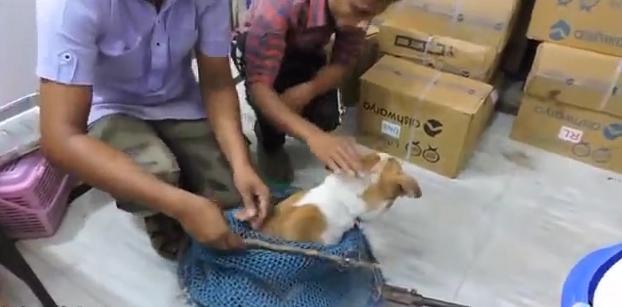 狗狗头上长大脓包是怎么回事,狗狗头部水肿它会自然好吗