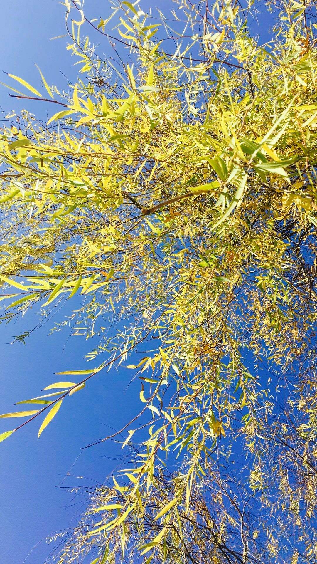 选一款吧！从此攀大就掌握在你手里了！