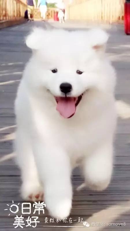 关于萨摩耶可爱的照片,萨摩耶有胎毛吗