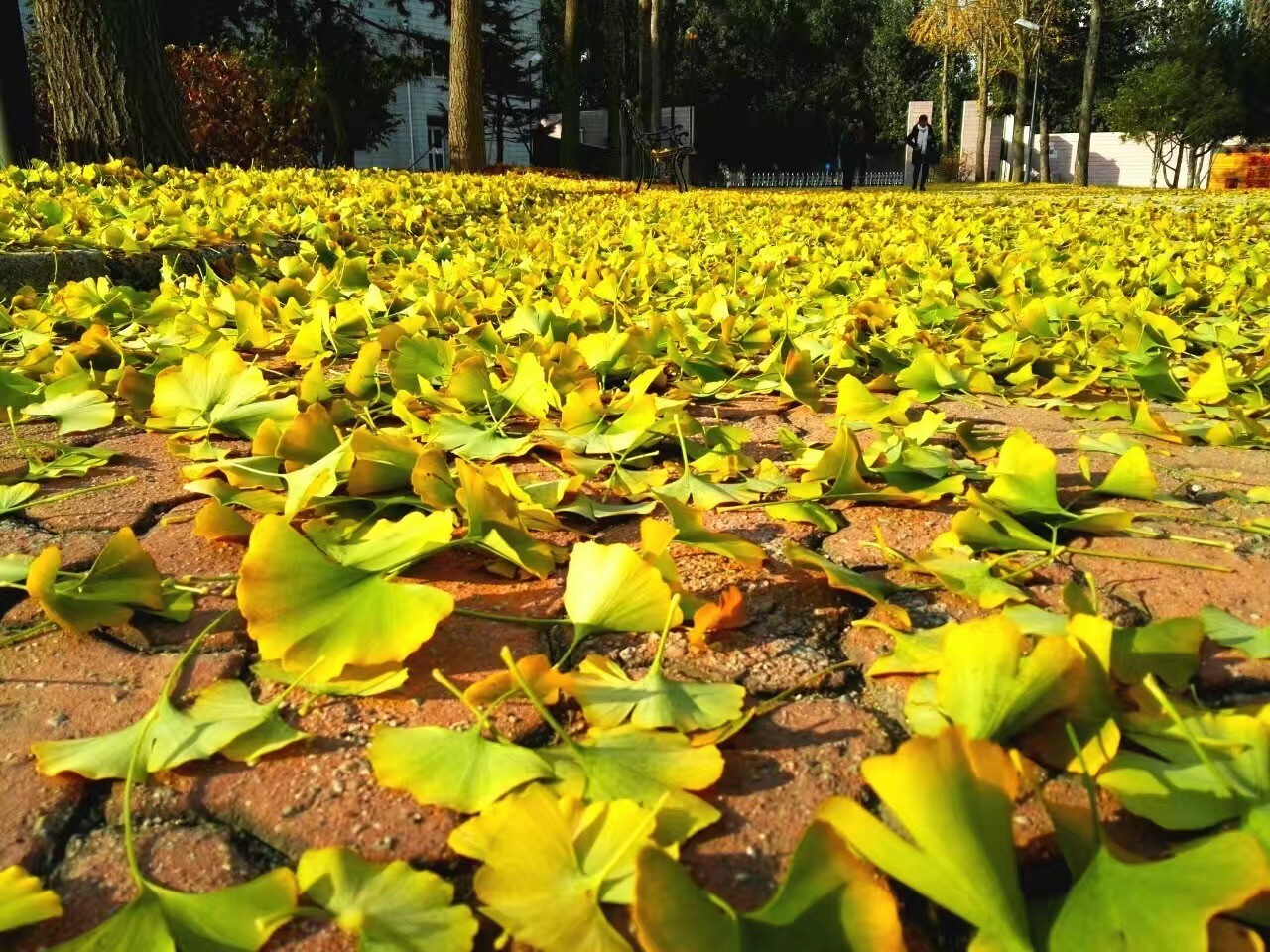 写同学活动的习作片段,小学三年级写集体活动的作文
