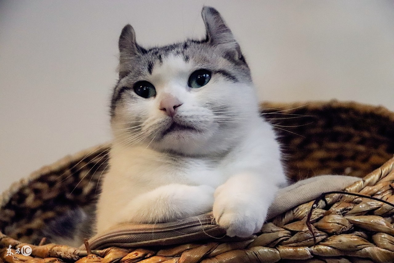 猫咪掉毛粘的衣服到处都是怎么办,猫咪掉毛严重这6招轻松解决问题