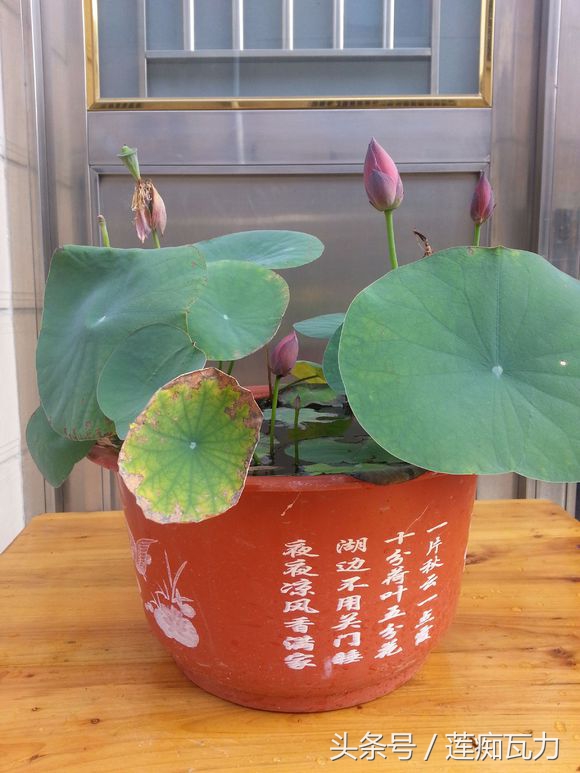 荷花种在桶里再放在缸里,碗莲这种放在碗里就能开花的荷花