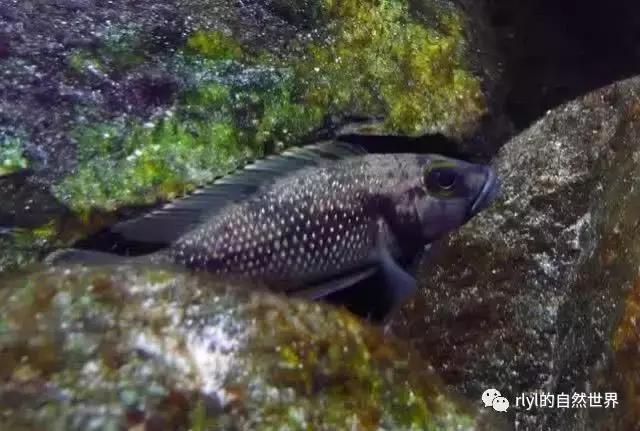 「鱼标本戏说非洲慈鲷」第二章：威严庄重的坦湖酋长——大型炮弹