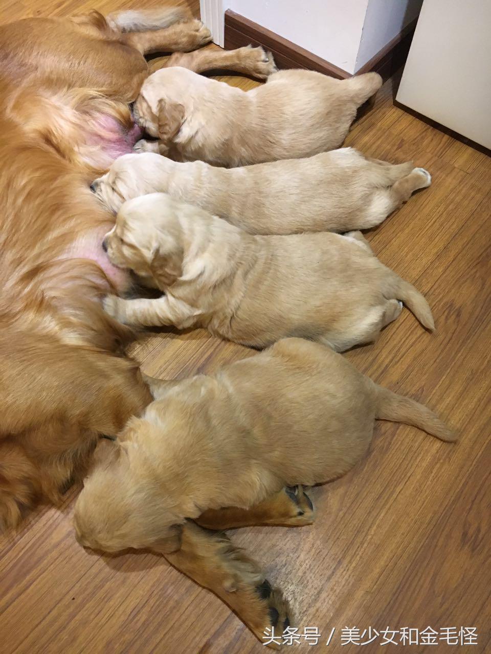 狗分娩时注意事项,狗妈妈分娩之后吃什么