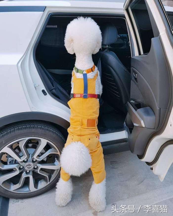 贵宾抱抱熊,抱抱熊特大深红色