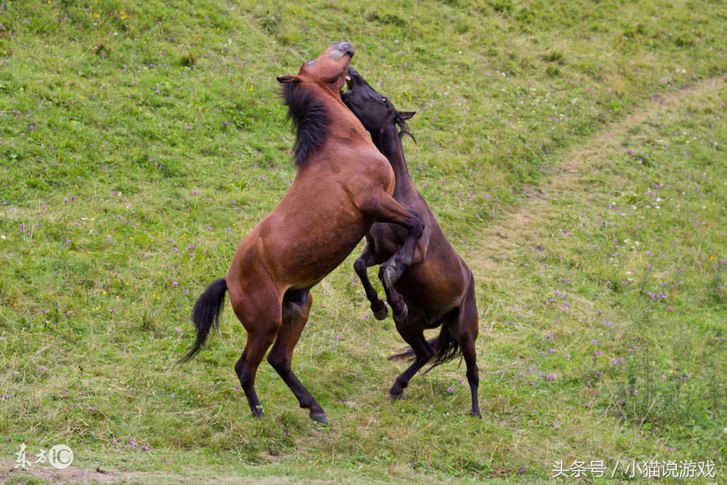 中方僵尸大战西方丧尸,中国僵尸大战西方丧尸谁能赢