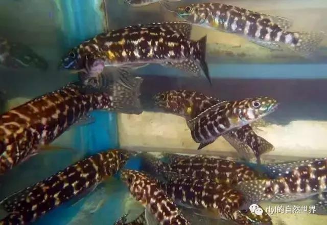 「鱼标本戏说非洲慈鲷」第二章：威严庄重的坦湖酋长——大型炮弹