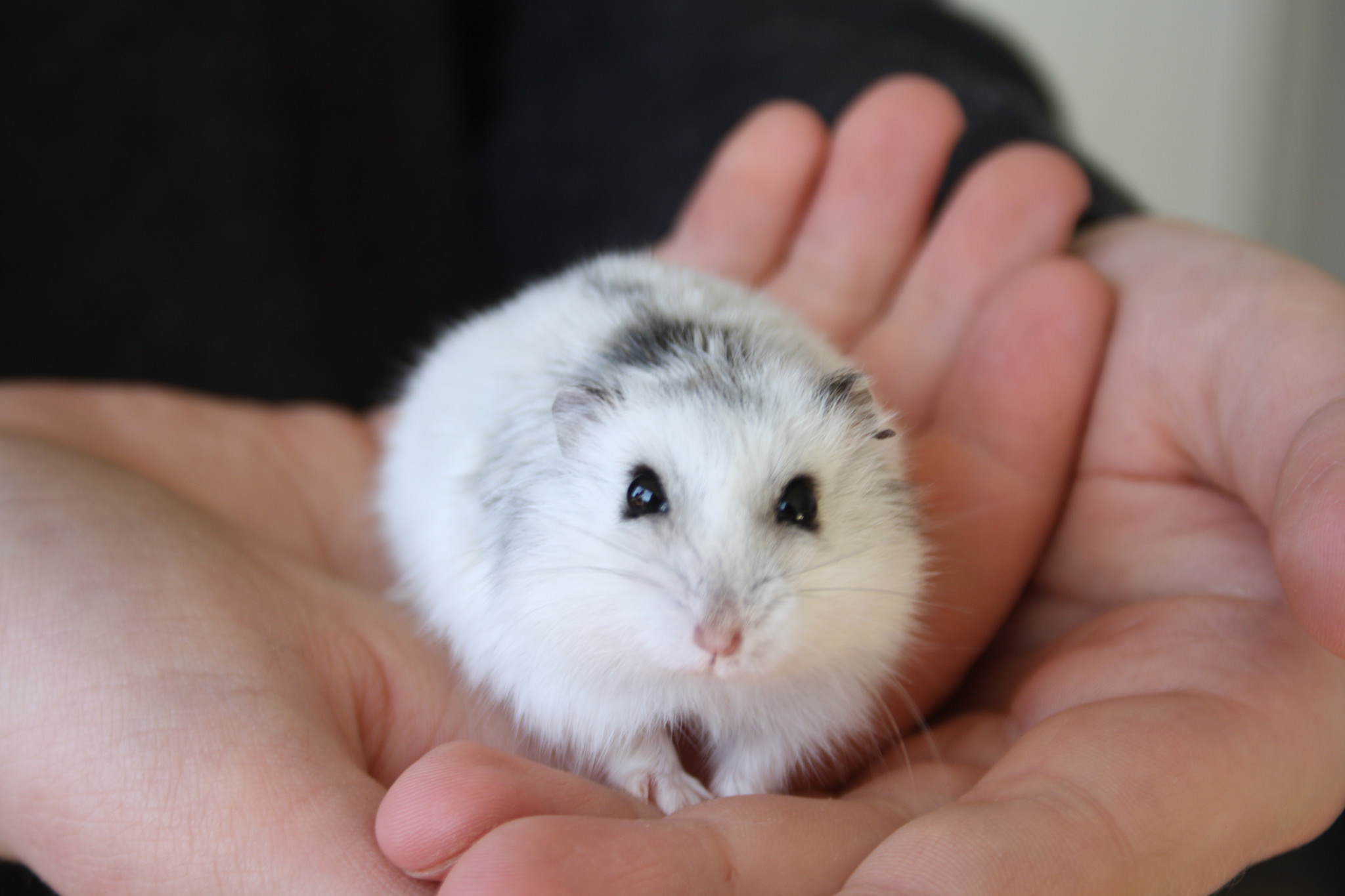 仓鼠为什么在晚上活动,仓鼠晚上几点活动