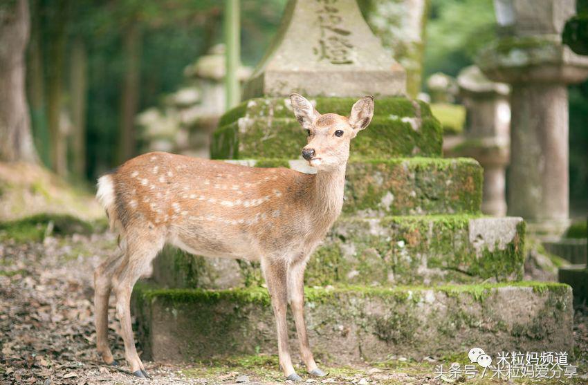 亲子游出境自由行,亲子游建议去的十个城市