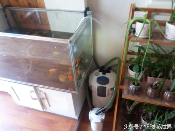鱼缸过滤用海绵好还是过滤棉好,1.5米鱼缸过滤系统制作教程