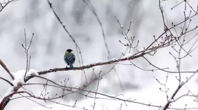 腊八十首经典诗词,赞美腊八饭的诗